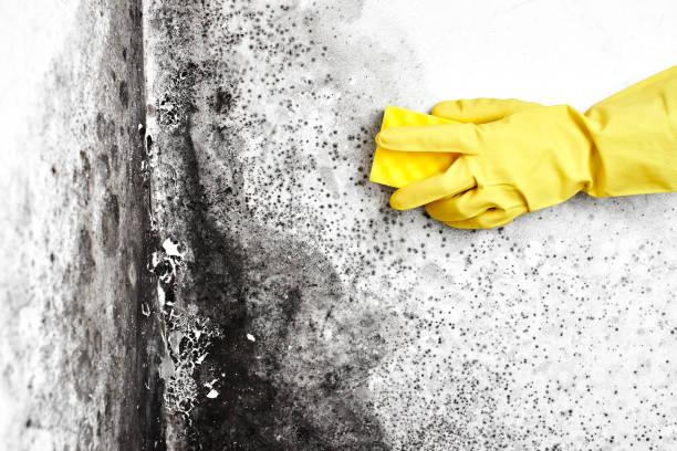 Best Black Mold Removal  in Littlestown, PA