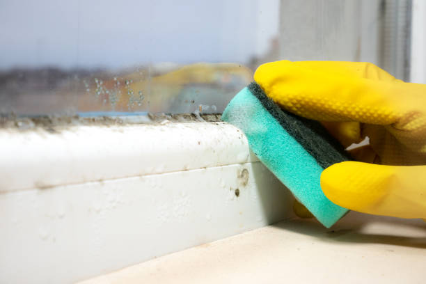 Best Mold Cleaning Services  in Littlestown, PA