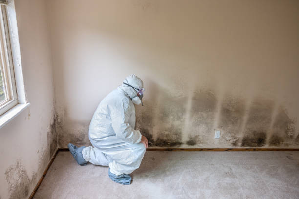 Best Toxic Mold Removal  in Littlestown, PA