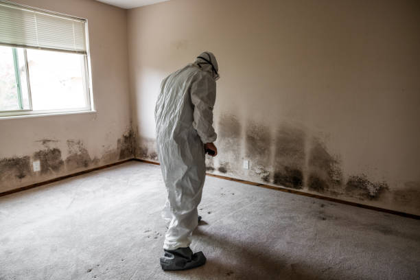 Best Residential Mold Removal  in Littlestown, PA
