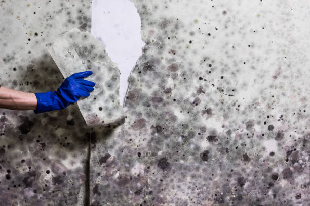 Best Mold Damage Repair  in Littlestown, PA