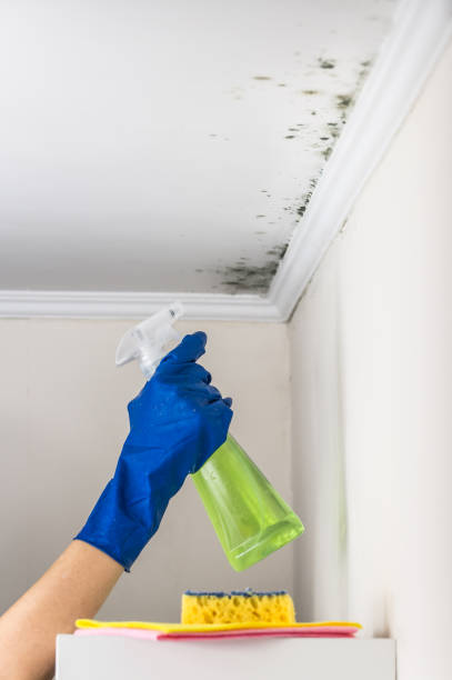 Best Mold Damage Repair  in Littlestown, PA