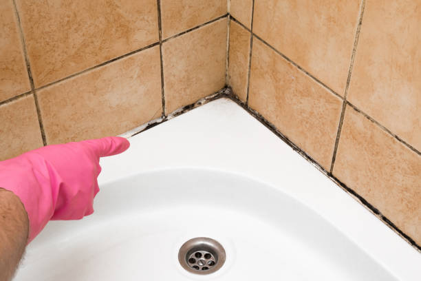 Best Local Mold Removal Service  in Littlestown, PA